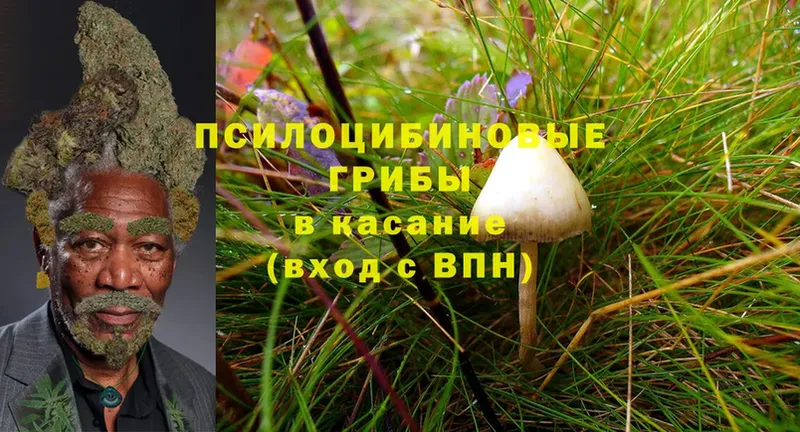 Псилоцибиновые грибы Psilocybe  магазин  наркотиков  Поронайск 